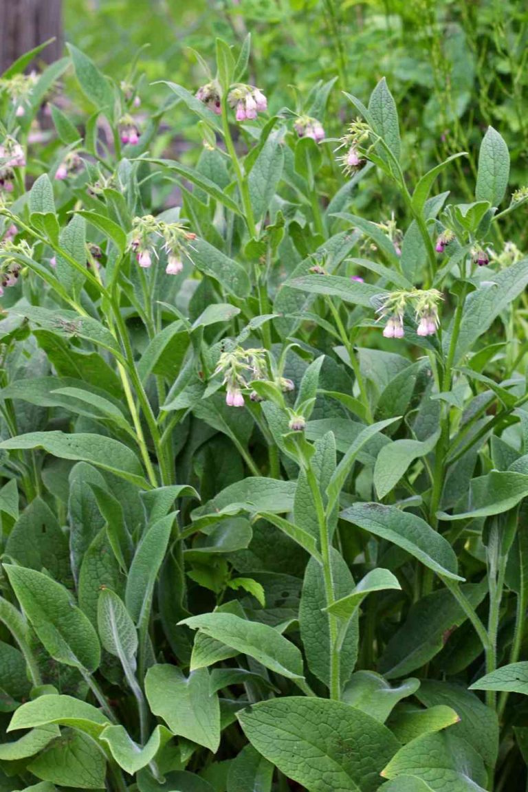 Food Plants To Grow For Your Animals